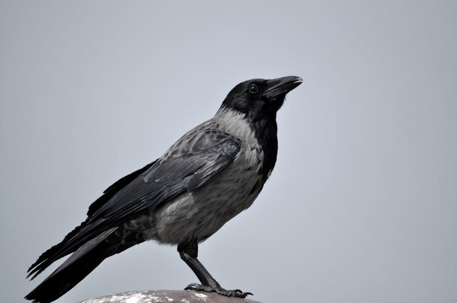 A hooded crow with black and grey plumage stands on a rock against a plain grey sky.