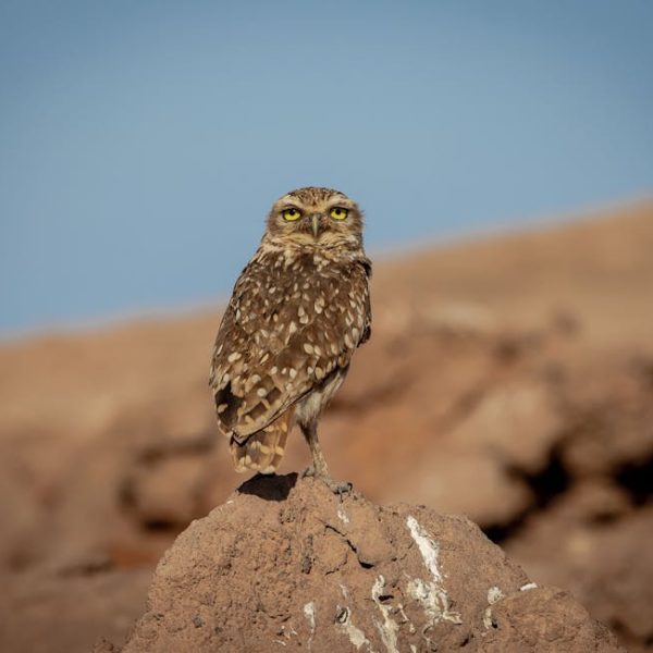 A brown and white spotted owl is perched on a rock in a dry, rocky landscape under a clear blue sky.