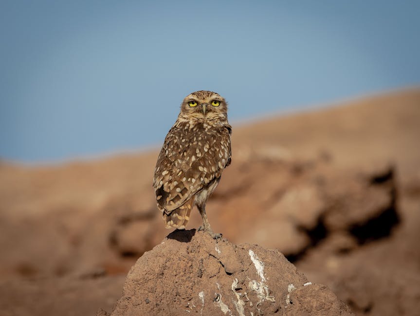 A brown and white spotted owl is perched on a rock in a dry, rocky landscape under a clear blue sky.