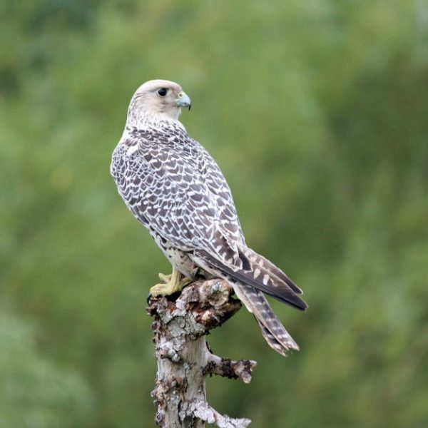 A falcon with patterned brown and white feathers perches on a tree branch against a blurred green background.