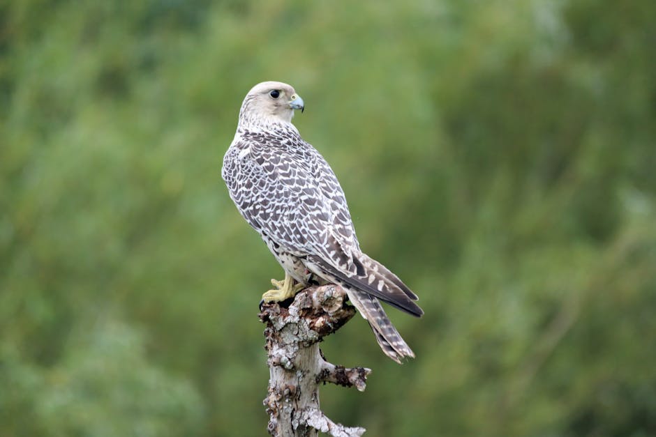 A falcon with patterned brown and white feathers perches on a tree branch against a blurred green background.