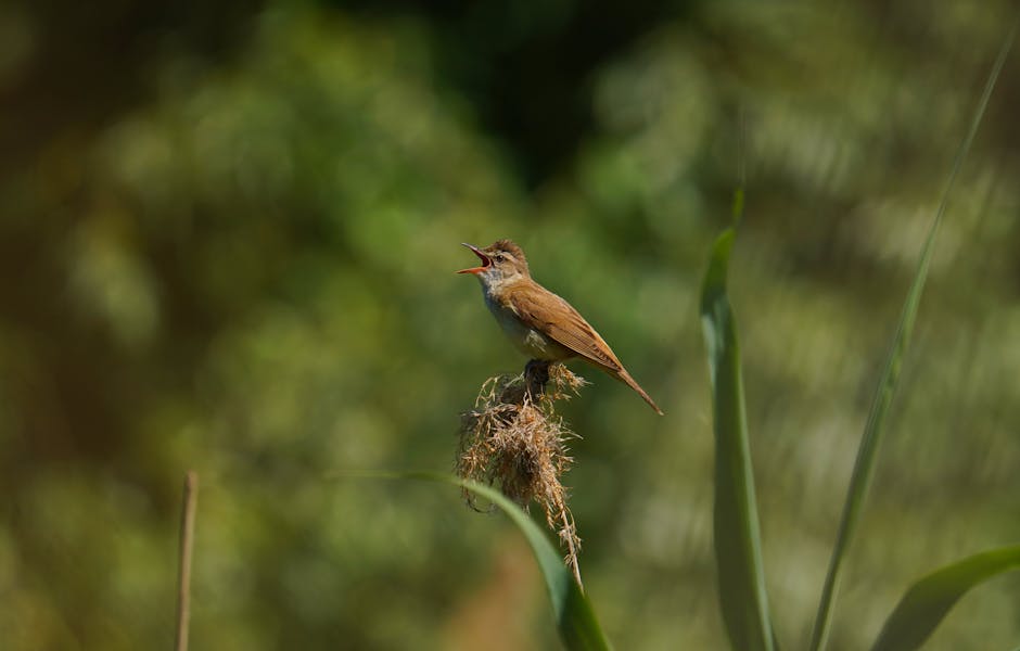 A small brown bird perched on a plant stem with its beak open, possibly singing, against a blurred green background.