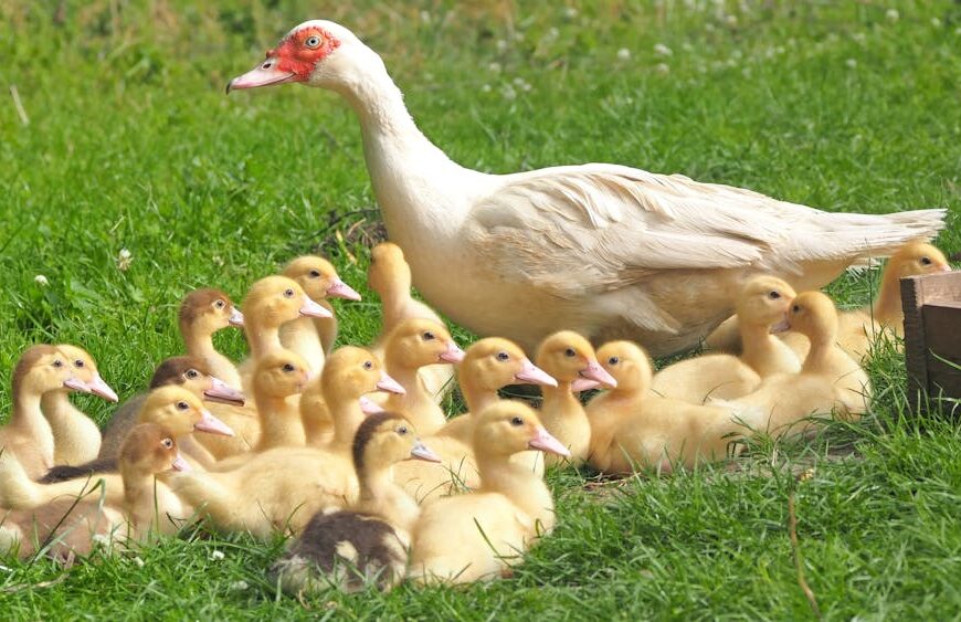 A white duck stands on grass, surrounded by a group of yellow ducklings.