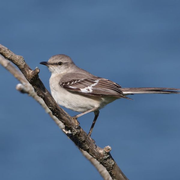 A small gray and white bird perches on a bare branch against a blue background.