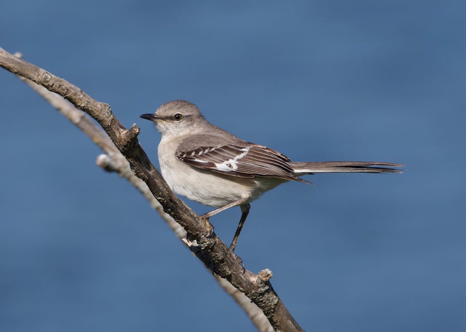 A small gray and white bird perches on a bare branch against a blue background.
