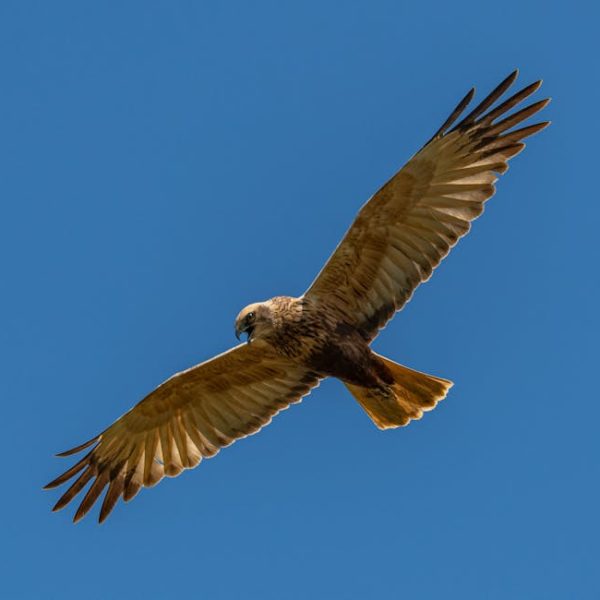 A brown hawk with outstretched wings soars against a clear blue sky.