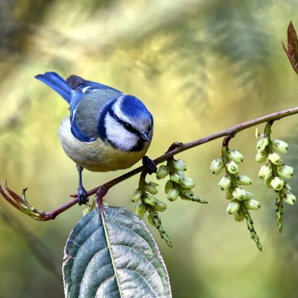 A blue and yellow bird perches on a thin branch with green leaves and buds, against a blurred outdoor background.