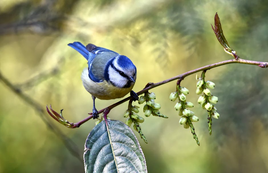 A blue and yellow bird perches on a thin branch with green leaves and buds, against a blurred outdoor background.
