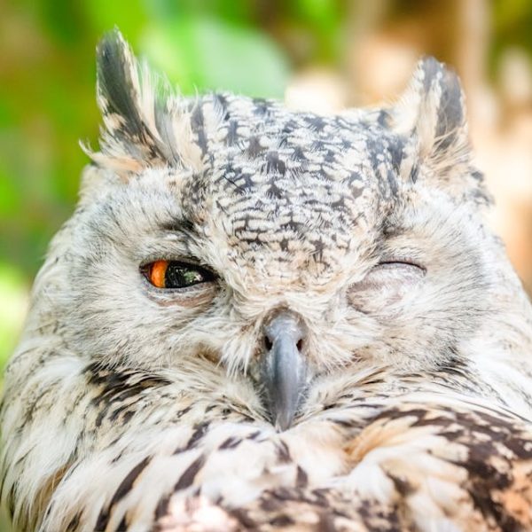 Close-up of a light-colored owl with mottled feathers, one eye open and the other eye closed, against a blurred green background.