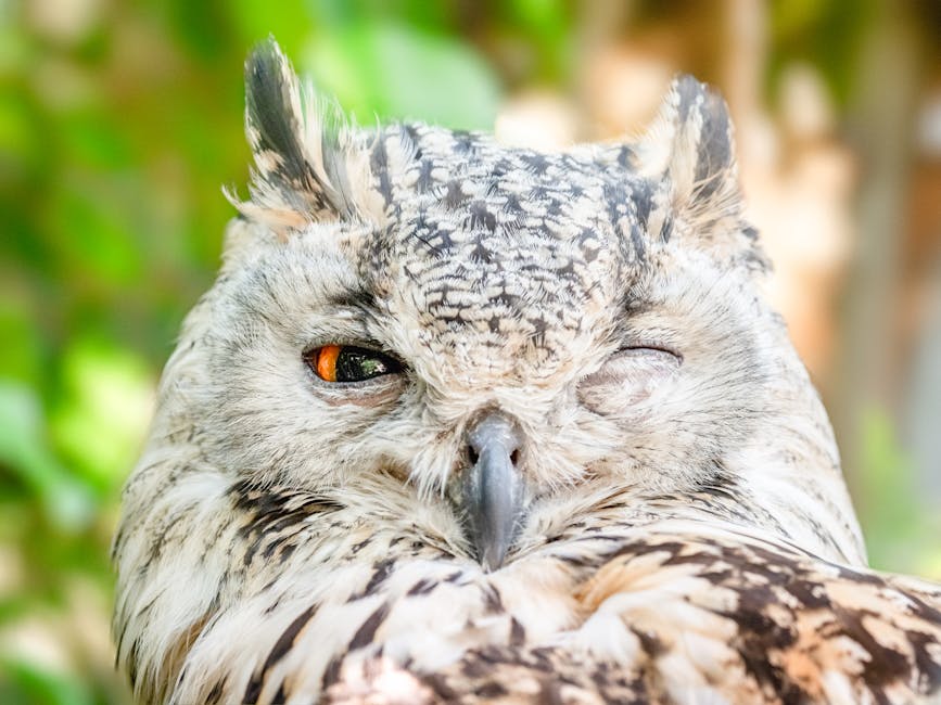 Close-up of a light-colored owl with mottled feathers, one eye open and the other eye closed, against a blurred green background.