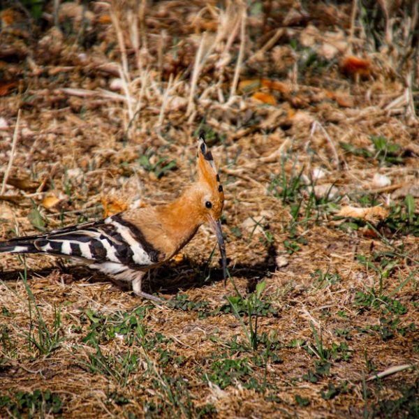A hoopoe bird with an orange crest and black and white striped wings stands on dry grass and sparse vegetation.