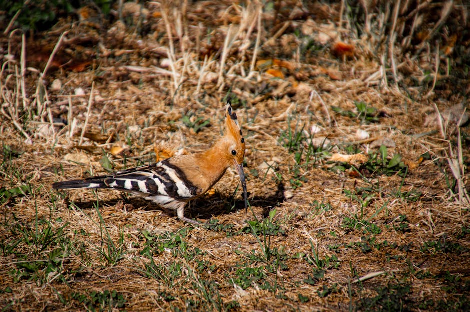 A hoopoe bird with an orange crest and black and white striped wings stands on dry grass and sparse vegetation.