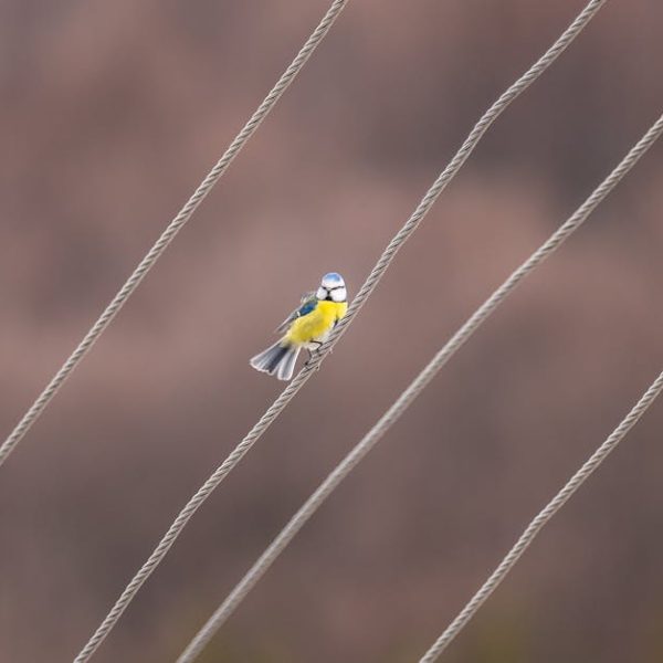 A small yellow and blue bird perched on a diagonal wire with a blurred brown background.