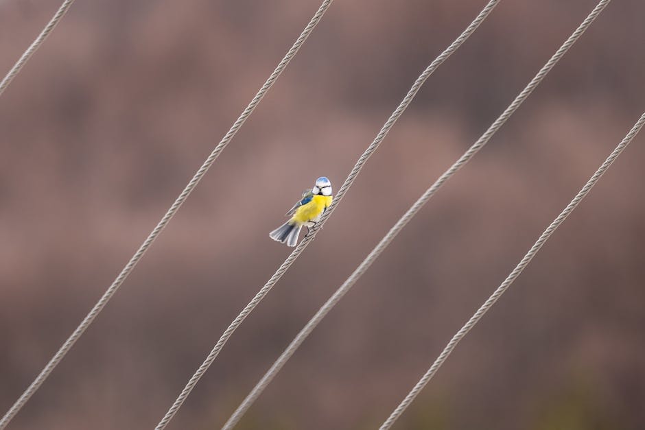 A small yellow and blue bird perched on a diagonal wire with a blurred brown background.