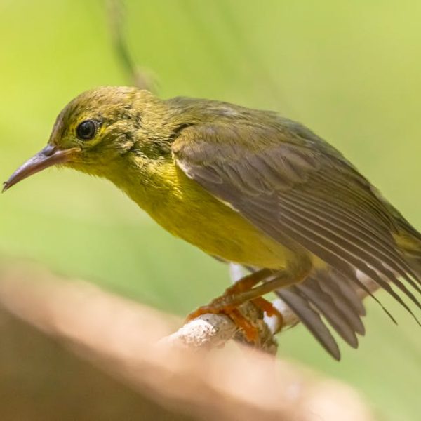 A small yellow-green bird with a pointed beak is perched on a branch against a blurred green background.