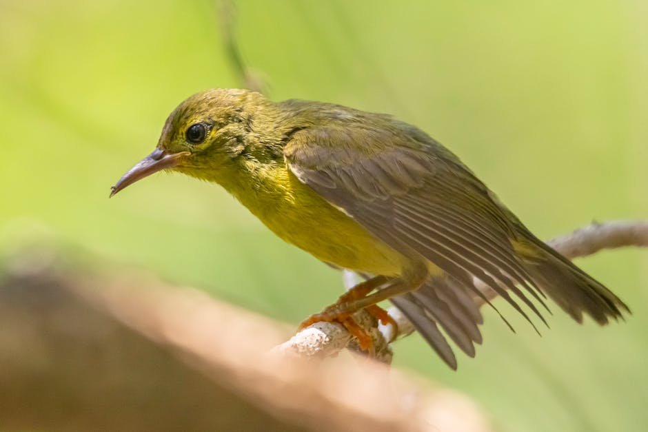 A small yellow-green bird with a pointed beak is perched on a branch against a blurred green background.