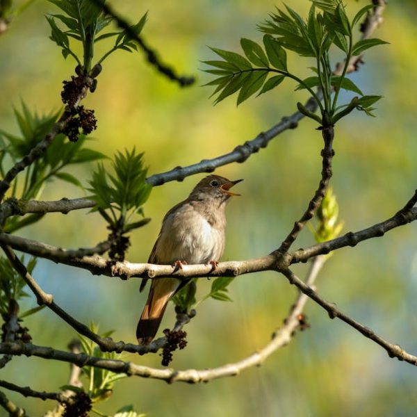 A small brown bird perched on a tree branch, surrounded by green leaves, with its beak open as if singing.