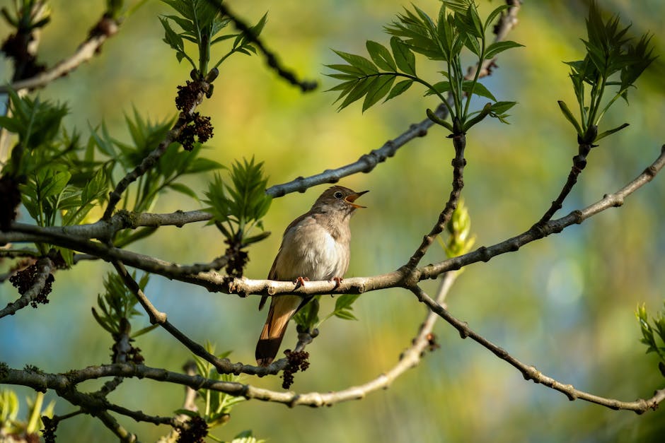 A small brown bird perched on a tree branch, surrounded by green leaves, with its beak open as if singing.