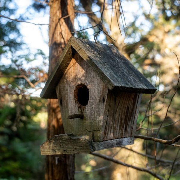 A weathered wooden birdhouse hangs from a tree branch in a sunlit forest.