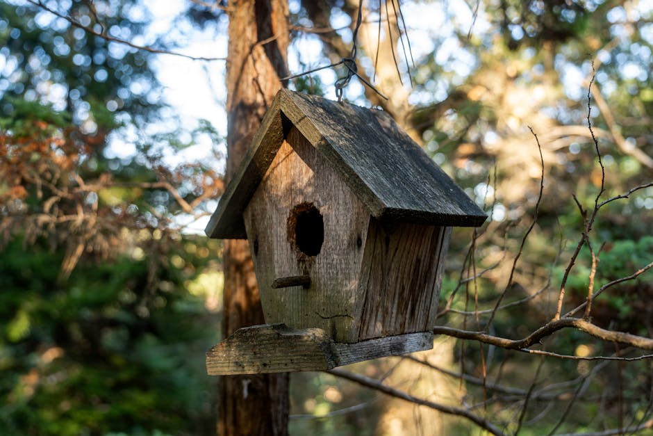 A weathered wooden birdhouse hangs from a tree branch in a sunlit forest.