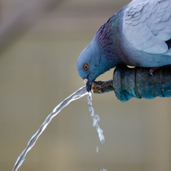A pigeon drinks water from the spout of a fountain, tilting its head over the flowing stream.