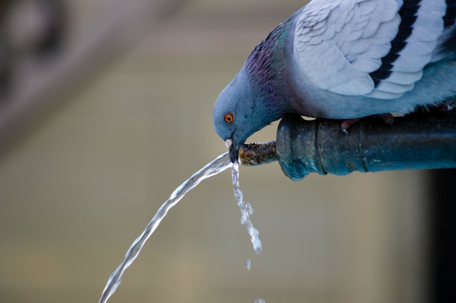 A pigeon drinks water from the spout of a fountain, tilting its head over the flowing stream.
