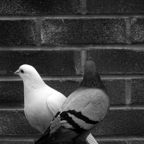 Two pigeons, one white and one grey, are perched closely together in front of a brick wall.
