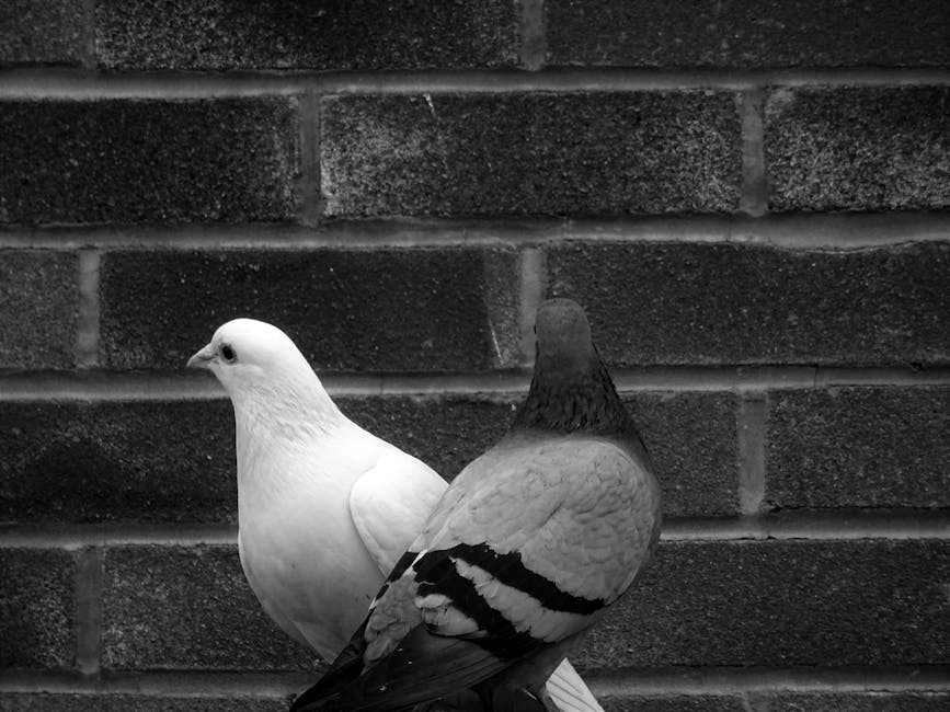 Two pigeons, one white and one grey, are perched closely together in front of a brick wall.