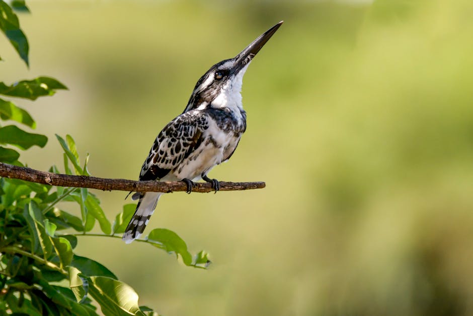 A black and white kingfisher bird perched on a thin branch with green foliage and a blurred green background.
