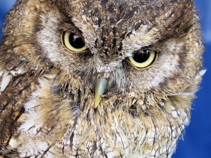 Close-up of an owl with brown and white feathers and intense yellow eyes, facing forward against a blurred blue background.