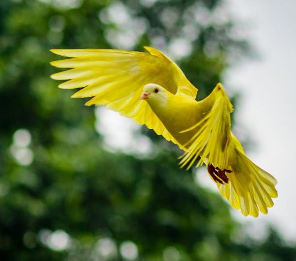 A yellow bird is captured in mid-flight with its wings spread, set against a blurred green background of trees.