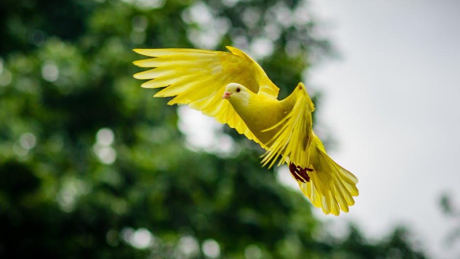 A yellow bird is captured in mid-flight with its wings spread, set against a blurred green background of trees.