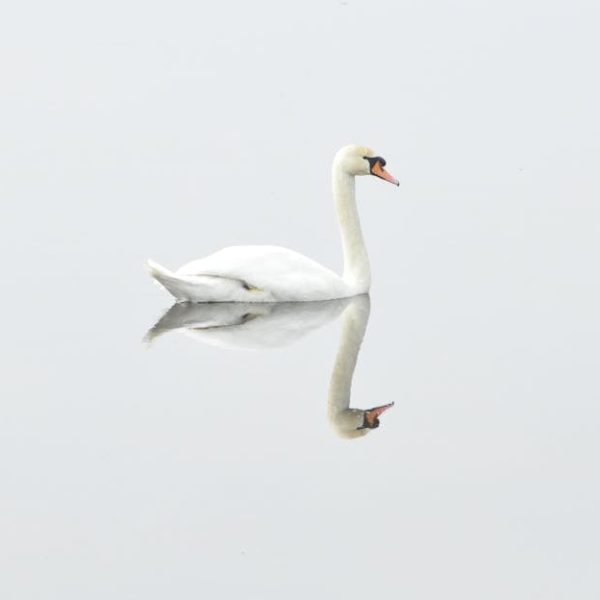 A white swan swims on calm water, its reflection clearly visible beneath it against a light, almost white background.
