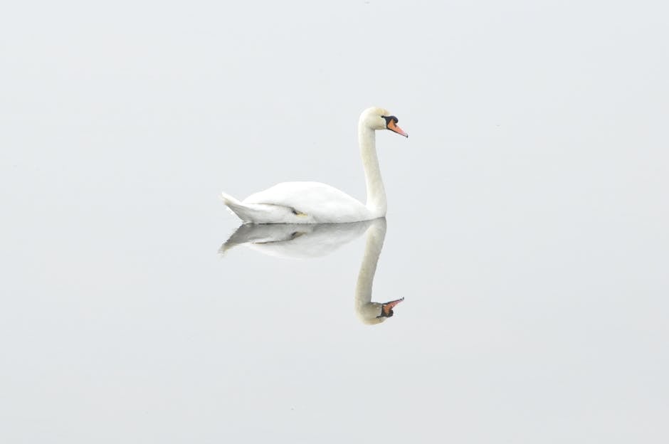 A white swan swims on calm water, its reflection clearly visible beneath it against a light, almost white background.