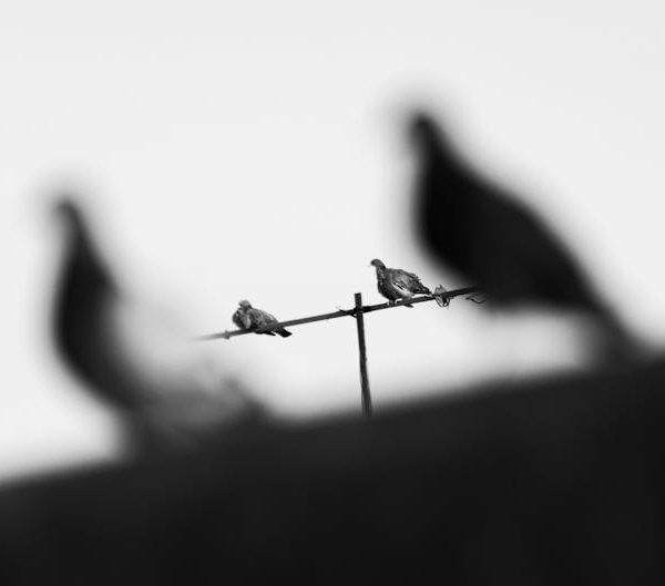 Black and white photo of four birds perched on metal bars, with two birds in sharp focus and two blurred in the foreground.