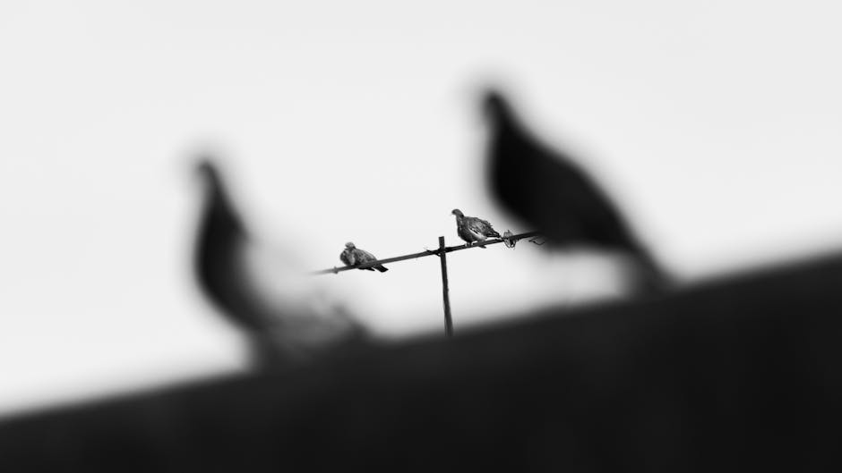 Black and white photo of four birds perched on metal bars, with two birds in sharp focus and two blurred in the foreground.
