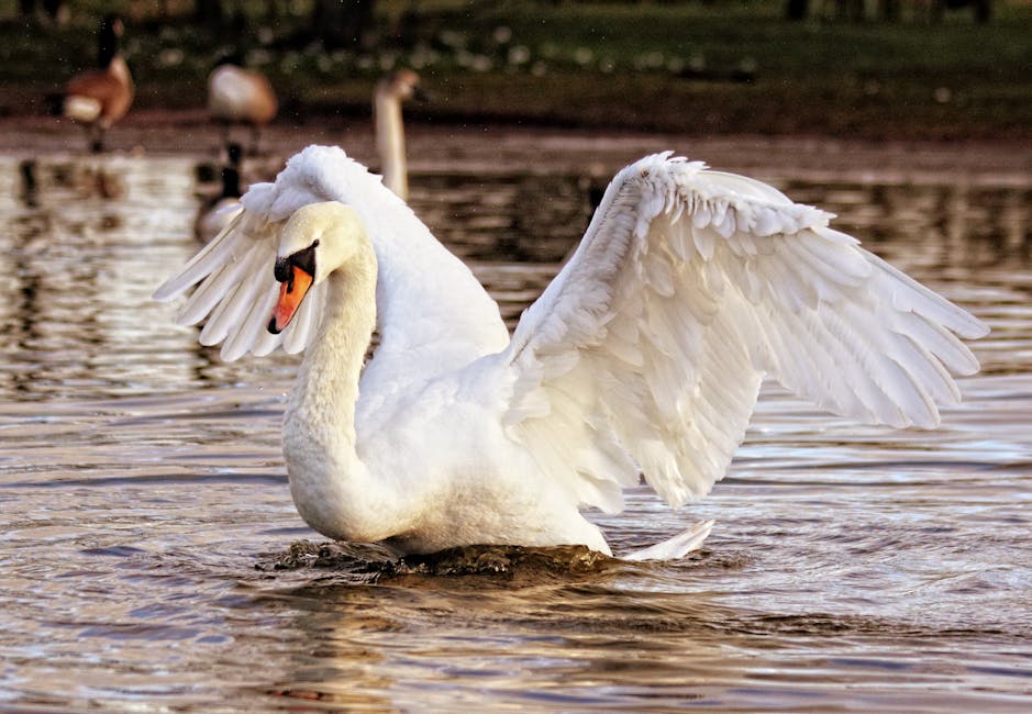 A white swan with outstretched wings stands in shallow water, with ducks and geese visible in the background.