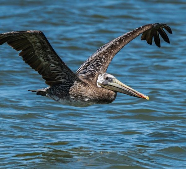 A brown pelican flies low over the surface of blue water with its wings spread wide.