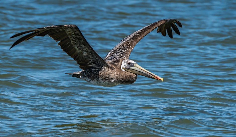A brown pelican flies low over the surface of blue water with its wings spread wide.