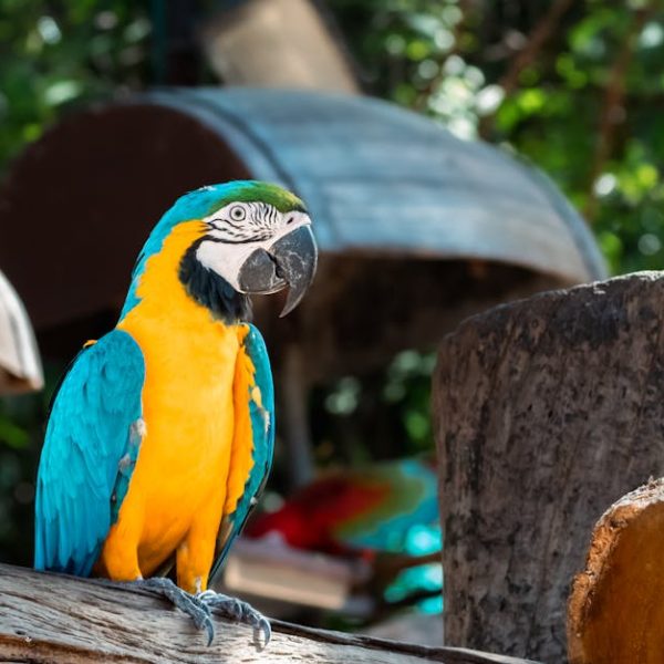 A blue and yellow macaw perches on a wooden log with greenery and blurred objects in the background.