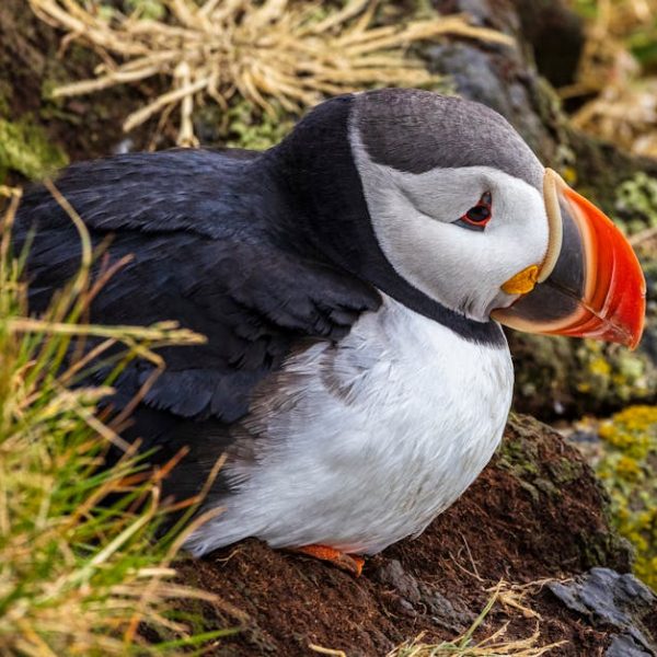 A puffin with black and white plumage and an orange beak sits on the ground among grass and rocks.