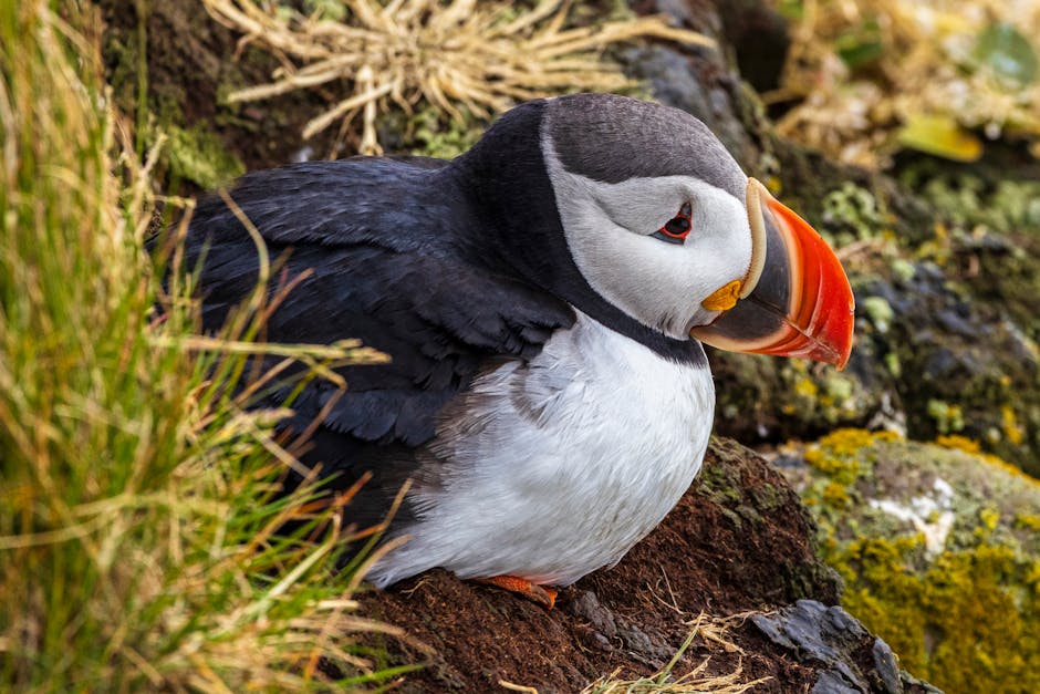 A puffin with black and white plumage and an orange beak sits on the ground among grass and rocks.