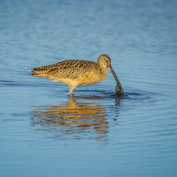 A brown wading bird with a long, curved bill stands in shallow blue water, dipping its beak beneath the surface.