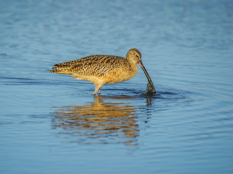 A brown wading bird with a long, curved bill stands in shallow blue water, dipping its beak beneath the surface.