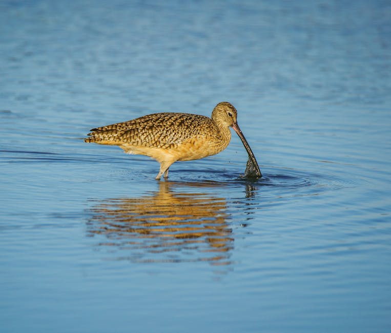 A brown wading bird with a long, curved bill stands in shallow blue water, dipping its beak beneath the surface.