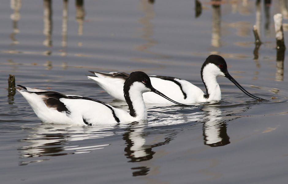 Two black-and-white avocets swim side by side in calm water, their long, thin, upturned bills visible.