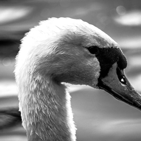 Close-up black and white photo of a swan's head with a water droplet hanging from its beak, and blurred water in the background.