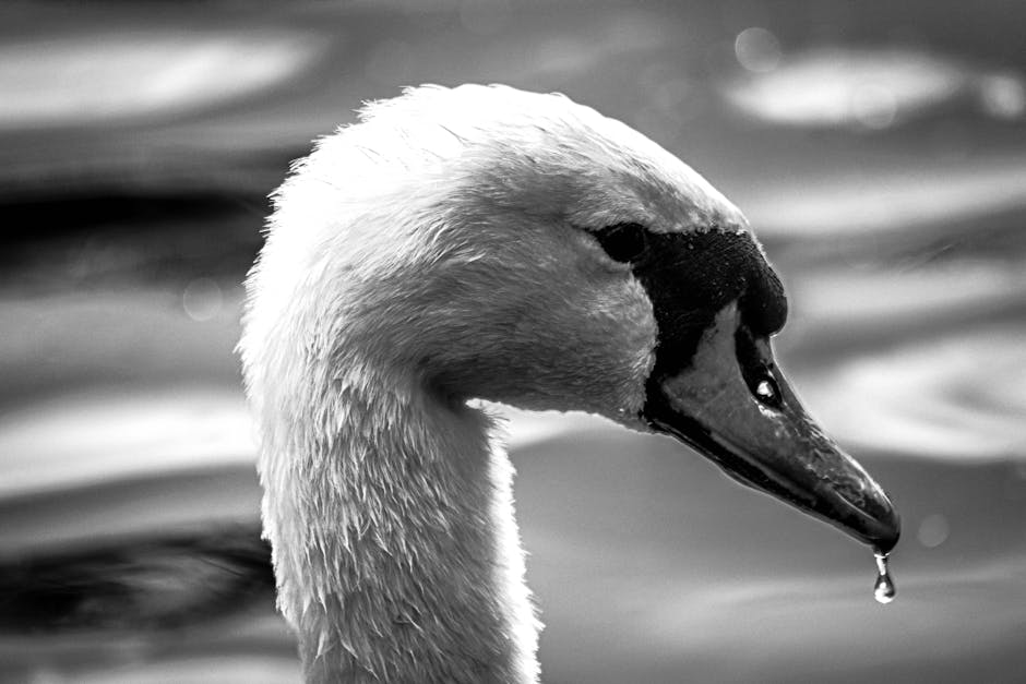 Close-up black and white photo of a swan's head with a water droplet hanging from its beak, and blurred water in the background.