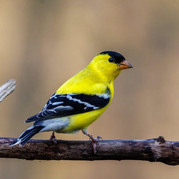 A yellow and black bird with white wing markings is perched on a brown branch against a blurred tan background.
