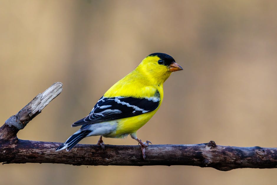 A yellow and black bird with white wing markings is perched on a brown branch against a blurred tan background.